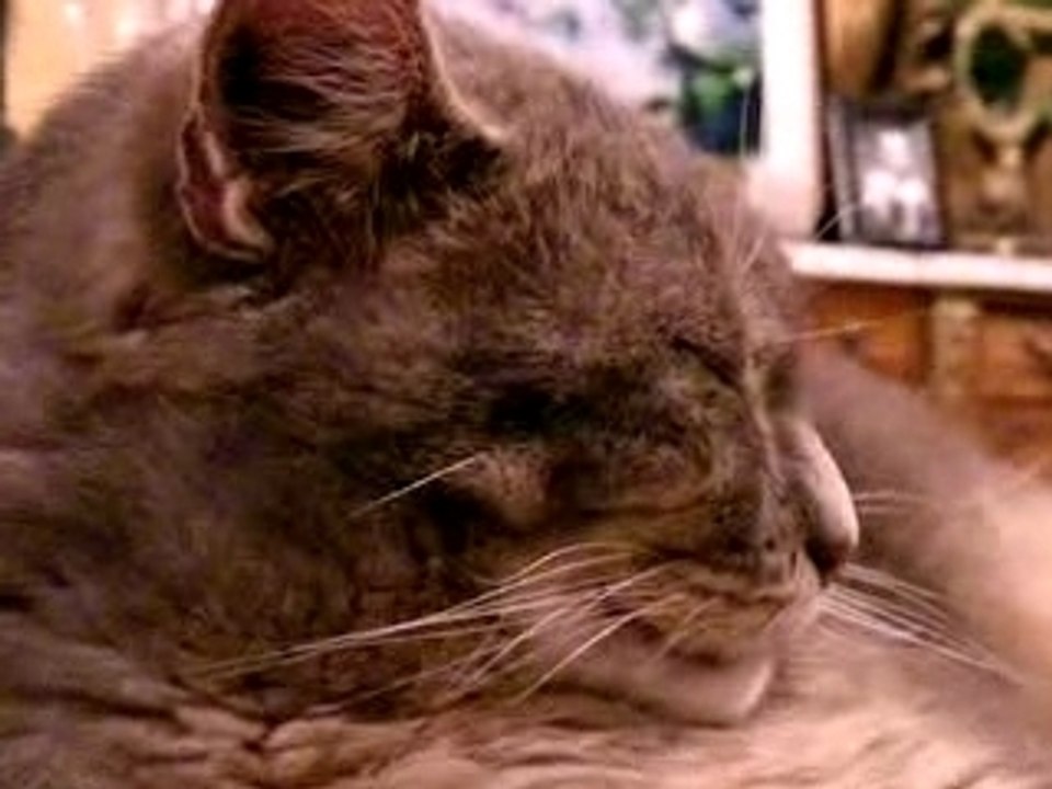Vive les Chats !!