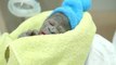 Adorable Baby Gorilla Born In Rare C-Section