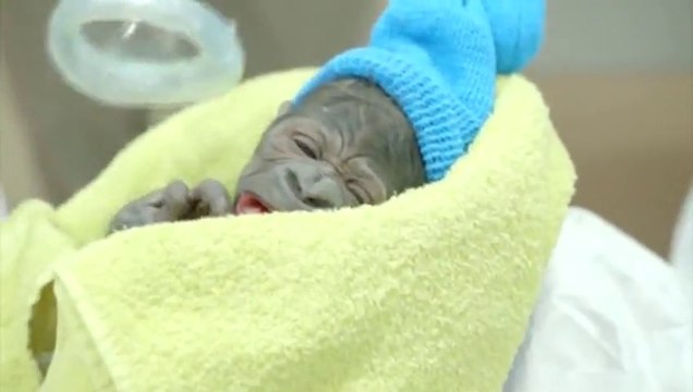Adorable Baby Gorilla Born In Rare C-Section