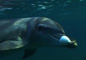 Dolphins getting high : Pass, pass the Puffer!