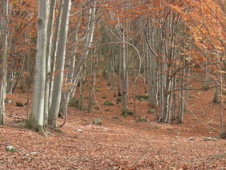 CIRO PERRINO Il silenzio è la pace dell'io - Meditation Music