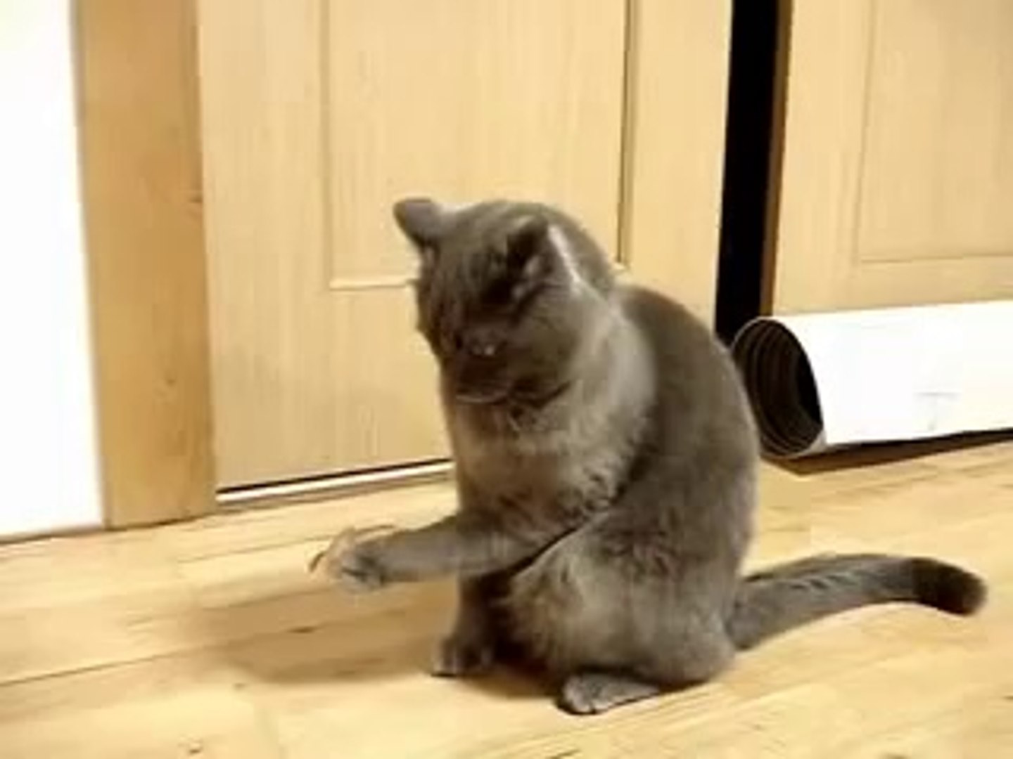 Chat Idiot Bloque Sur Un Bout De Scotch Sur Sa Patte Hilarant Video Dailymotion