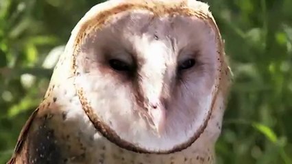 Real life stages owl