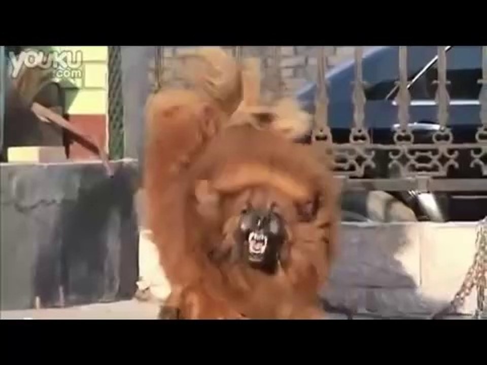 mastif dog