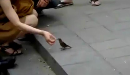 Sokaktaki İnsanlardan Bozuk Para Toplayan Kuşlar