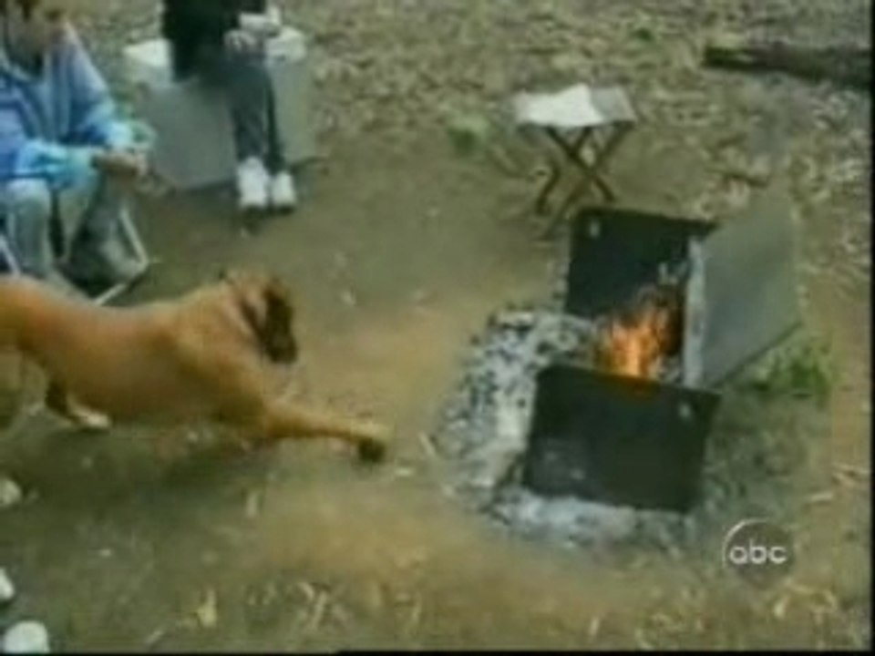 funny animals