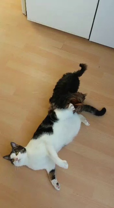 Unsere Nachzucht www.vomroesekenwinkel.de