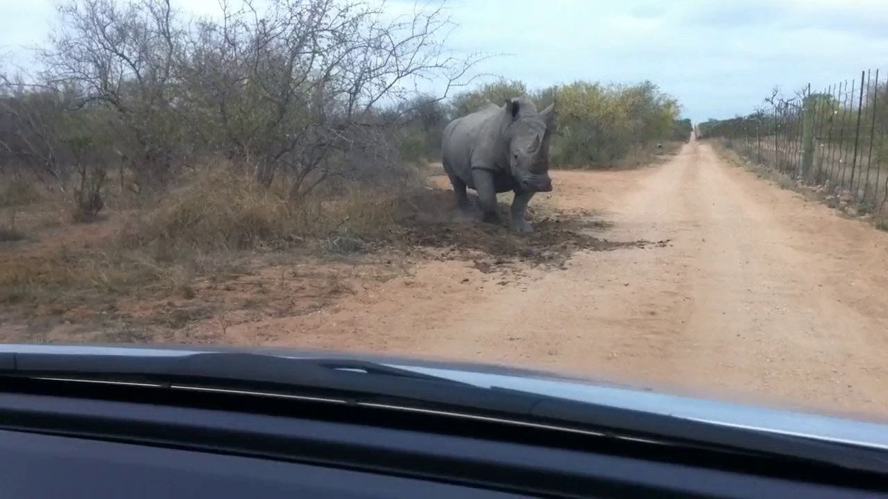 Rhino  Attacks Car