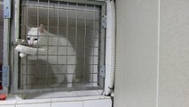 Chamallow, le chat roi de l'évasion, en pleine action [15.03.2014]