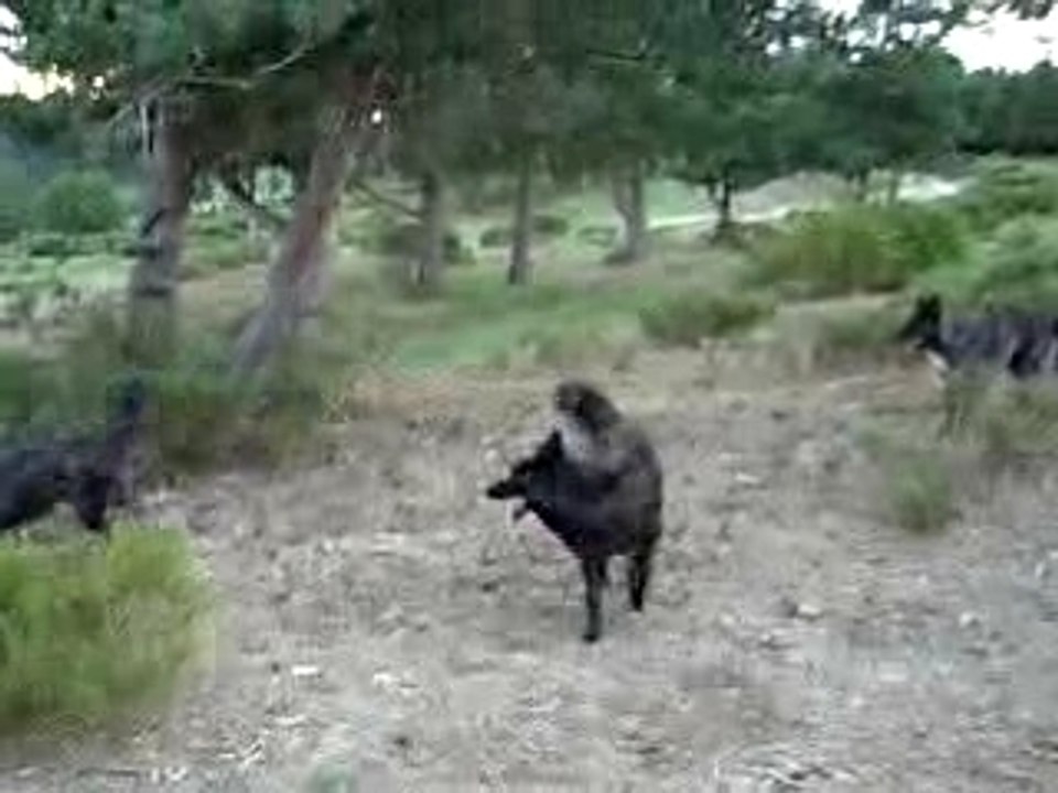 Mes Bergers Hollandais Poil Long