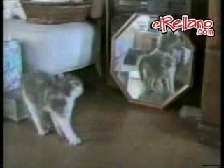 Stupid cats mad funny