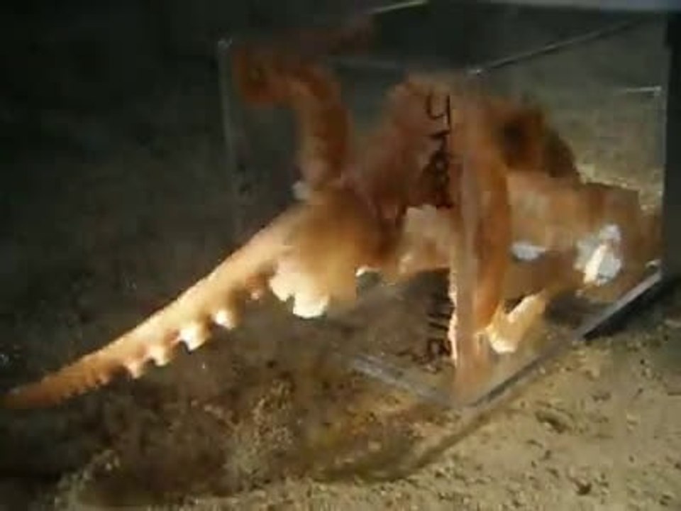 Octopus Escaping Through a 1 Inch Hole