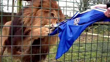 Chelsea Formasını Parçalayan Aslan