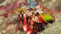 True Facts About The Mantis Shrimp