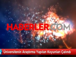 Üniversitenin Araştırma Yapılan Koyunları Çalındı