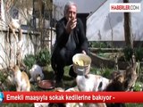 Emekli Maaşıyla Sokak Kedilerine Bakıyor