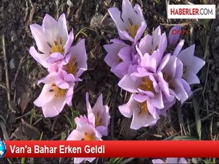 Van'a Bahar Erken Geldi
