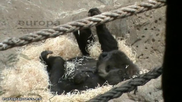 Nace una cría de gorila en Zoo Aquarium de Madrid