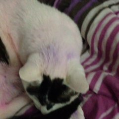 My Jonesy cat snoozing. And I'm about to, too.