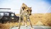 heart-stopping moment - cheetah plays peek a boo during safari