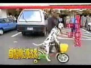 Un chien fait du vélo