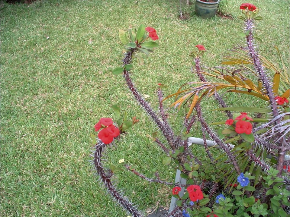 souvenirs tronqués Pierre, Pascal, Mariette, Marie-lise, Virginie ..