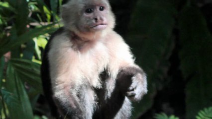 Singes à têtes blanches du Costa Rica.White face monkey.