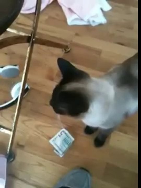 Cheeky Cat Bribes Guests