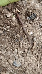 Come cammina il lombrico?