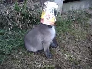 Un bébé renard est sauvé