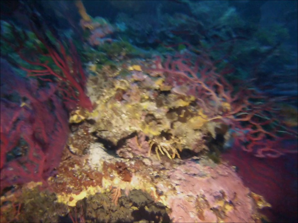 Plongée sur la Pierre de Cassis - Objectif Bleu