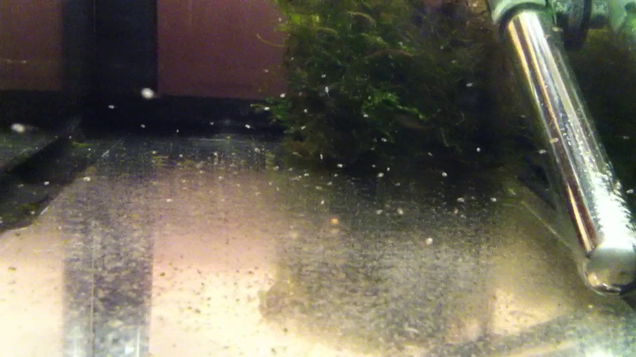 Alevins de 8 jours repro génération 5 dragon