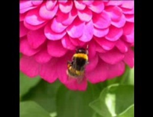 85-Surah Al-Burūj (Stars)with English Translation (Complete Quran) Al-Sudais _ Al-Shuraim(4)