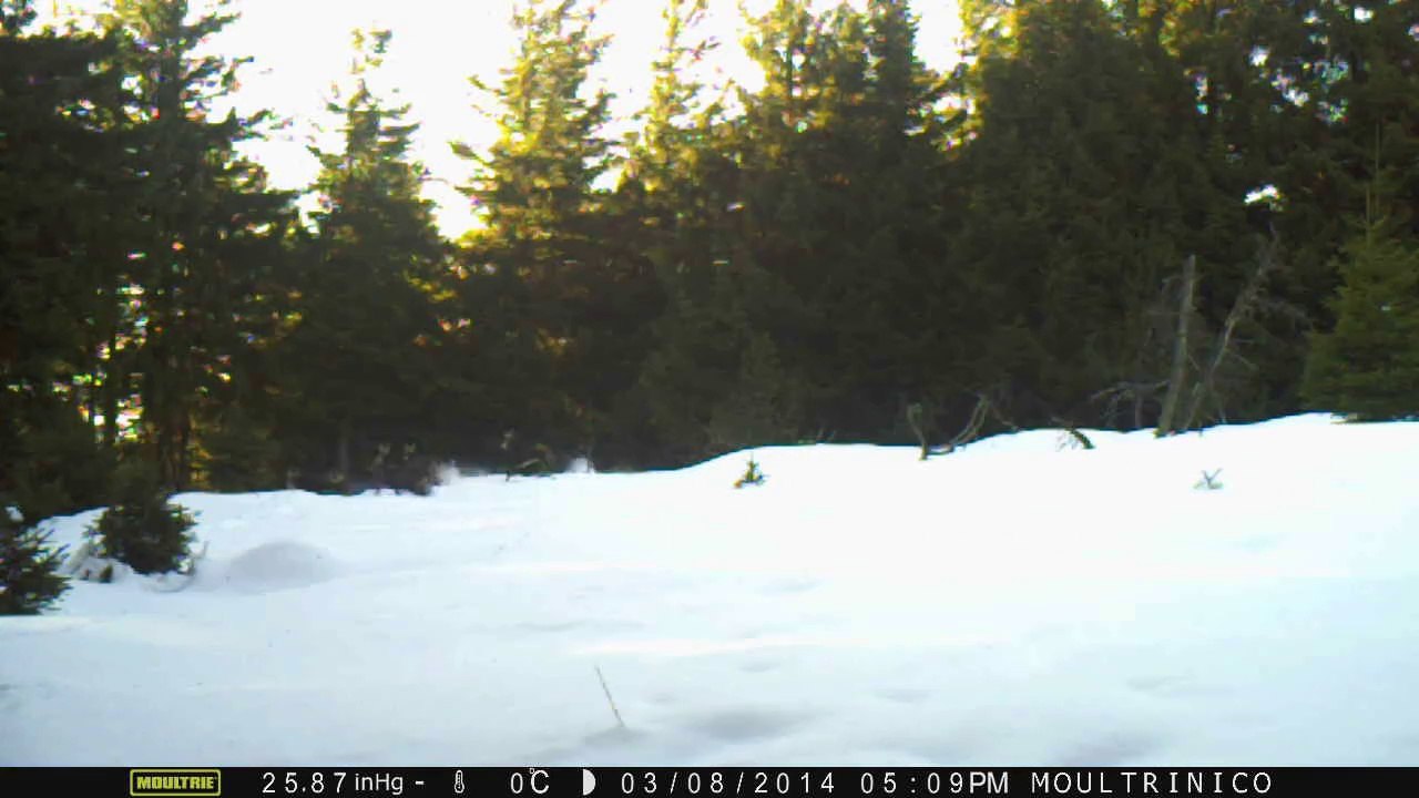 Troupeau de chamois
