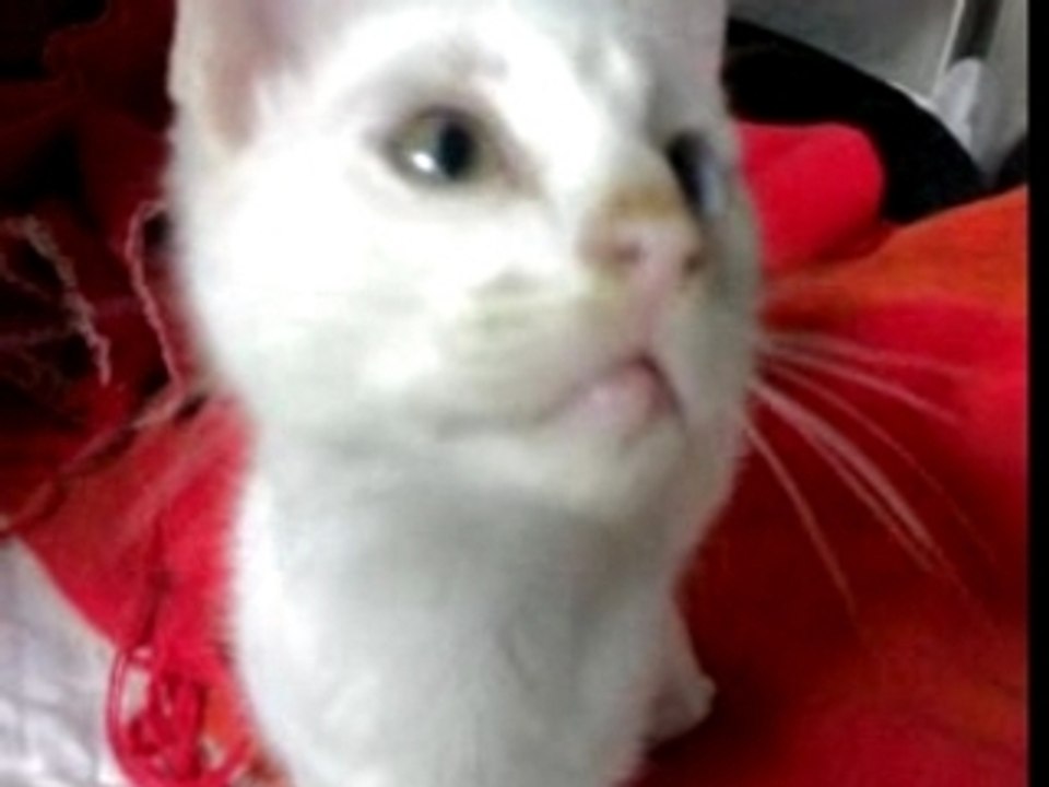 Filme do gatinho