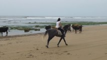 Galop sur la plage d'Essaouira, avec Zouina cheval