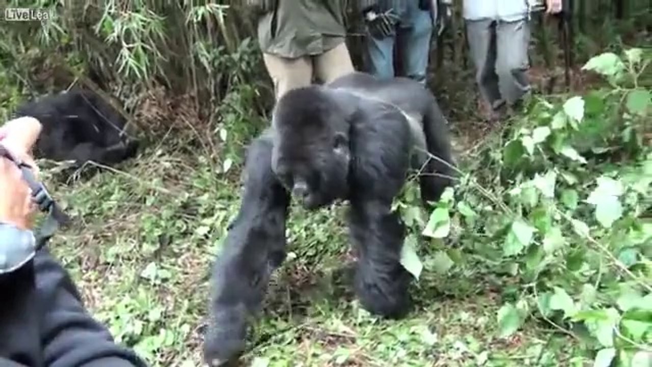 Nữ khách du lịch bị Gorilla kéo lê vào rừng