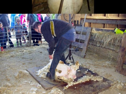 la tonte des moutons à CHARBUY, Yonne
