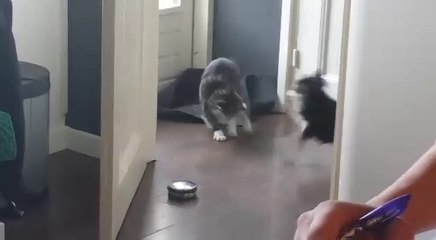 Cute puppy ambushes kitten