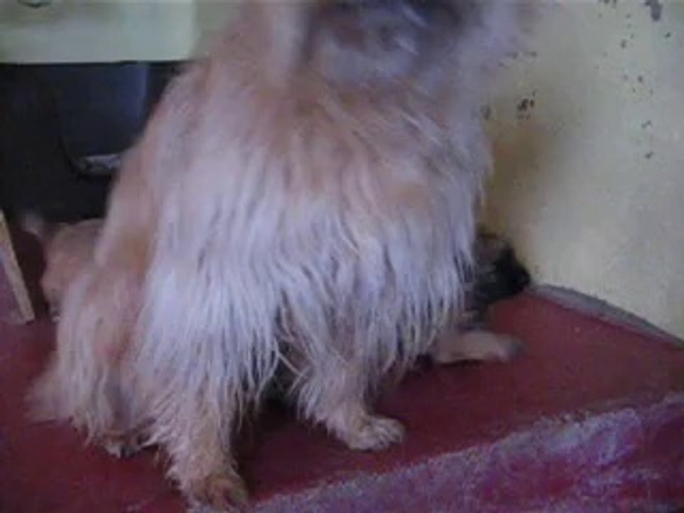 chiots calypso et fohen le 16/03/2014