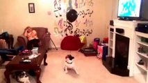 Un chien joue avec un ballon à l'hélium