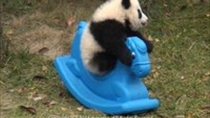 Just a baby panda on a rocking horse