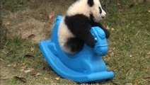 Just a baby panda on a rocking horse