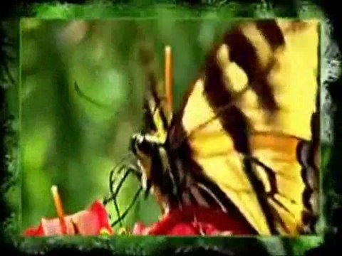 Papatya Gibisin Beyaz ve İnce -