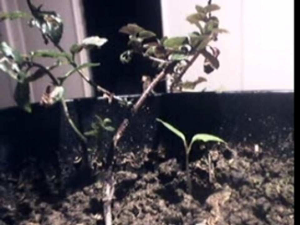 In bed with a plant