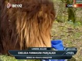 Londra Aslanı Chelsea formasını parçaladı