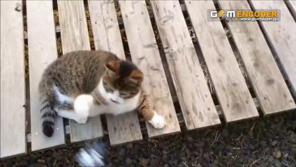 つらいダイエット、我慢していませんか？実践 検証 動画 実績 特典 購入 レビュー ブログ 暴露 評価 評判