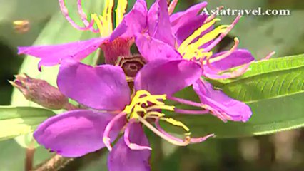 Bako National Park, Malaysia by Asiatravel.com