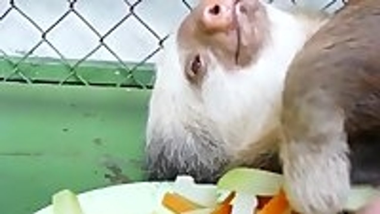 A Sloth Eating Carrots - video Dailymotion