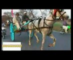 jholy lal vs parwaz horse race part 1